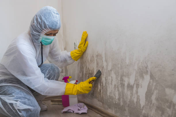 Best Emergency Mold Remediation  in Dover, DE