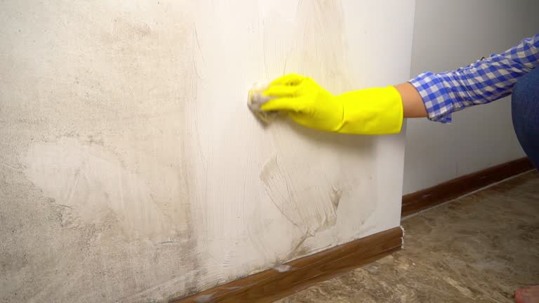 Reliable Dover, DE Mold Inspection, Removal & Remediation Solutions