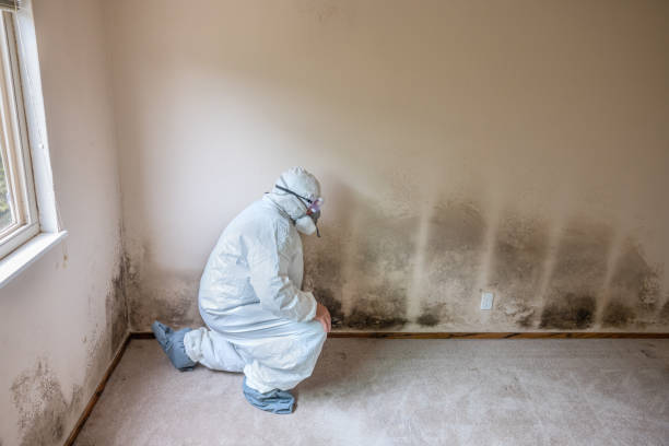 Asbestos and Lead Testing During Mold Inspection in Dover, DE